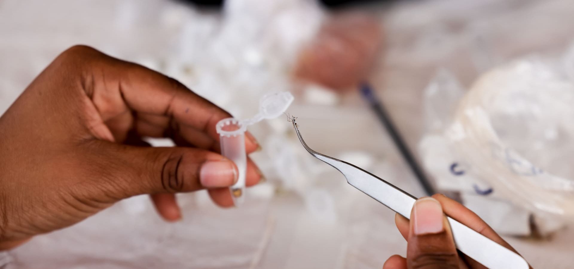 070 Trapnet Trie Moustiques 070 Trapnet Sorting Mosquitoes (1)