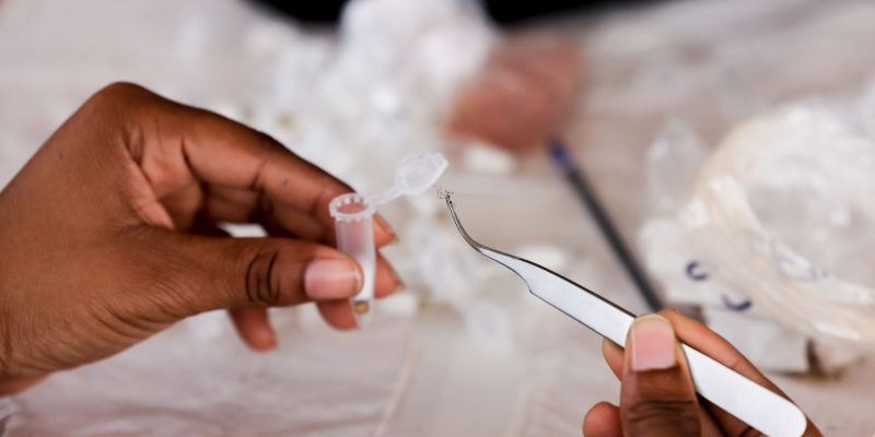 070 Trapnet Trie Moustiques 070 Trapnet Sorting Mosquitoes (1)