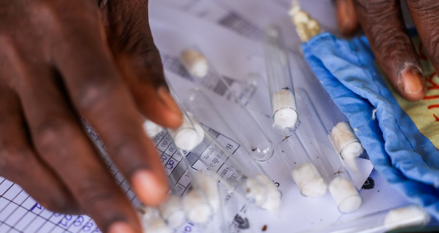 076_TrapNet_Trie moustiques---076_TrapNet_Sorting mosquitoes