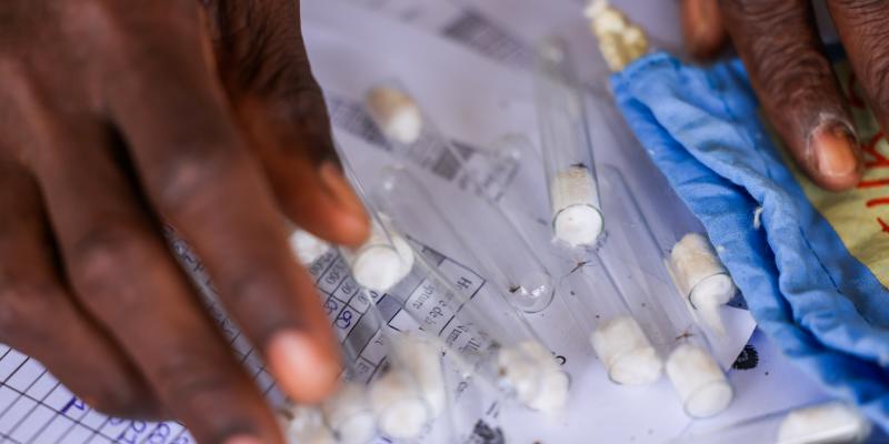 076_TrapNet_Trie moustiques---076_TrapNet_Sorting mosquitoes