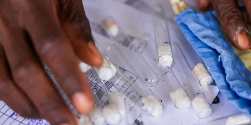 Projet TrapNet en Côte d'Ivoire