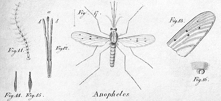 A new malaria vector in Africa: Anopheles stephensi